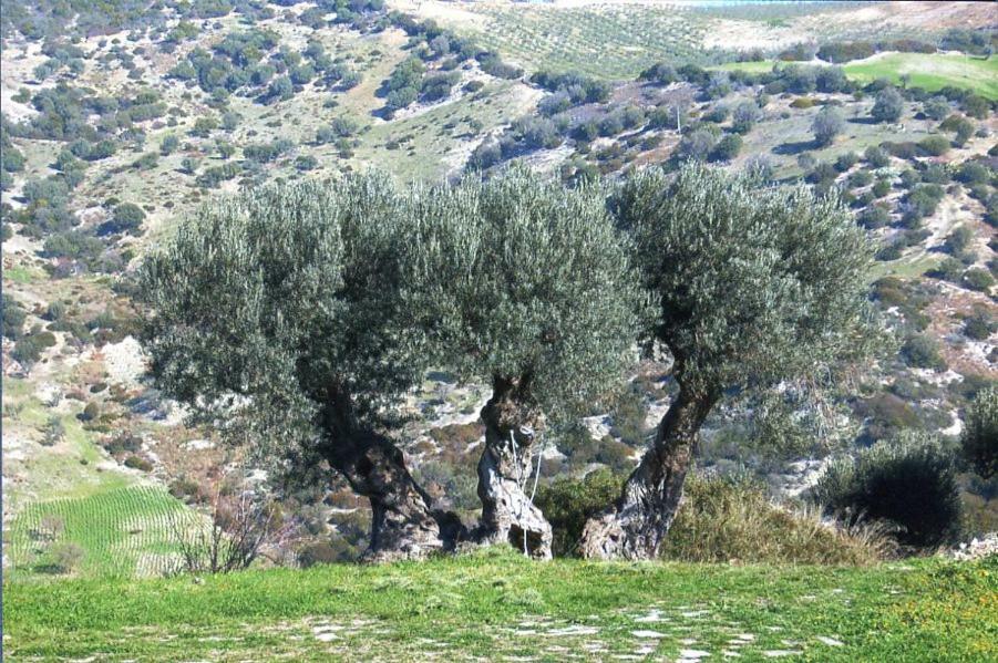 Grassetti Villa Montegiordano Kültér fotó